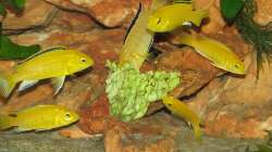 Yellows am Salatbuffet (durch den Blitz wirken die Farben etwas anders)