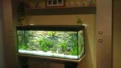 Gesamtbild Aquarium komplette Wand