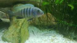 Ps. Kingsizei Maingano Weibchen Bild 2