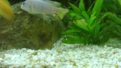 Ps. Saulosi Männchen Bild 1