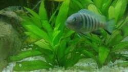 Ps. Kingsizei Maingano Weibchen Bild 1 (Saulosi-Weibchen im Hintergrund)