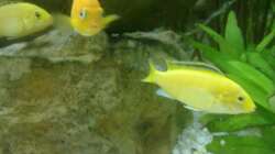 Yellow Weibchen Bild 2 (Saulosi Weibchen im Hintergrund)