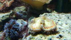 Besatz im Aquarium No´s Reef