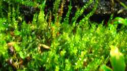 Pflanzen im Aquarium Brackwasser Paludarium Mangrovenkrabben