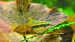 relaxende Rüsselbarbe - hat nun ein neues Zuhause