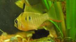 SBB mit dem ersten Gelege