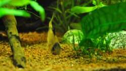 Panda beim Gründeln