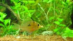 Wels-Futter-Tabs schmecken auch SBB-Kerlen