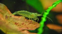 Amano - ehemaliger Bewohner