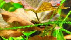 Auch Grundeln liegen gerne auf dem Lotus