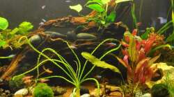 Dekoration im Aquarium CAT-TV