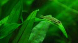 ´Baby-´Grundel auf Beobachtungsposten