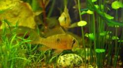 Die beiden Bolivianer - leider beides Jungs