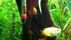 Aquarium Mein erstes größeres Projekt