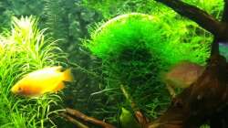 Pflanzen im Aquarium Mein erstes größeres Projekt