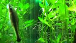 Ohrgitterharnischwels