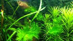 Zwergfadenfisch Weibchen