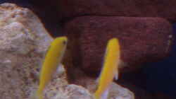 Labidochromis caeruleus YELLOW