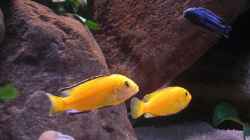 Yellow Bock und Weibchen