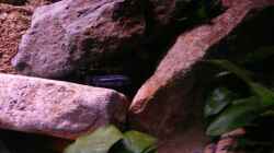 Besatz im Aquarium Mbuna Rocks