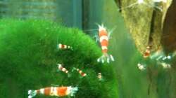 Crystal Reds in allen größen.