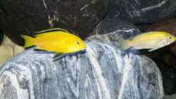Labidochromis Yellow (mein dominanter Bock)