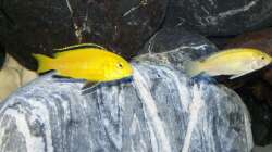 Labidochromis Yellow (mein dominanter Bock)