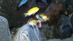 Melanochromis cyaneorhabdos und Labidochromis Yellow 