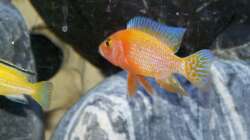 Aulonocara Fire Fish Bock