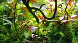 Pflanzen im Aquarium mp Aquarium