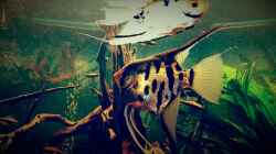 Besatz im Aquarium Amazonas "Regenzeit"