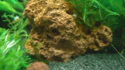 Nano Stone mit Javamoos