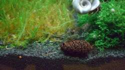 Cambarellus und Posthornschnecke