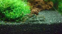 Cambarellus sp. Alabama