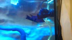 Tunze 6015 Strömungspumpe