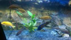 Pflanzen im Aquarium Malawi