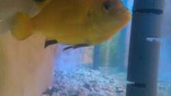 Yellow hinter der Rückwand