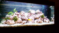 Aquarium Becken 187