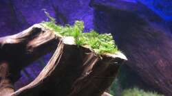 Phoenix Moos / Fissidens fontanus