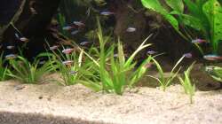 Paracheirodon axelrodi 1,8cm