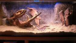 Bodenfluter, Wurzeln und Kies sind im Becken