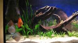 Alle vier Disken zusammen ....