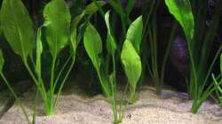 Amazonas Schwertpflanze / Echinodorus bleheri