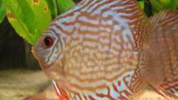 Brillant blue 8,0 cm