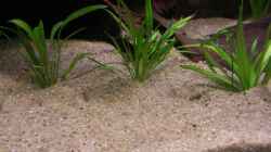 Grasartige Zwergschwertpflanze / Echinodorus latifolius