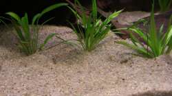 Grasartige Zwergschwertpflanze / Echinodorus latifolius