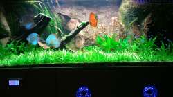 Becken am 11.09.2011