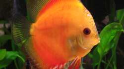 Marlboro Red  10,0 cm