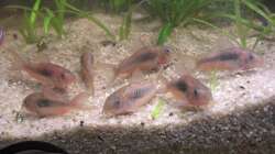 Corydoras aeneus 4,0 cm