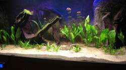 Becken am 31.01.2011